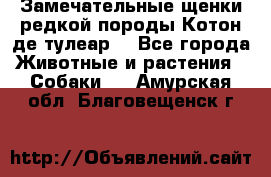 Замечательные щенки редкой породы Котон де тулеар  - Все города Животные и растения » Собаки   . Амурская обл.,Благовещенск г.